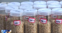 良种、良法护航正在郊野好“丰”光里看农业成