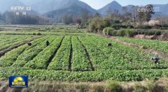 <b>因地制宜做好农田冬管夯实丰收</b>