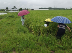 惠城区农技人员深切一线开展强降雨灾后复产手