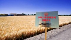 汾酒“第一车间”落子新疆奇台 建牢清喷鼻质量